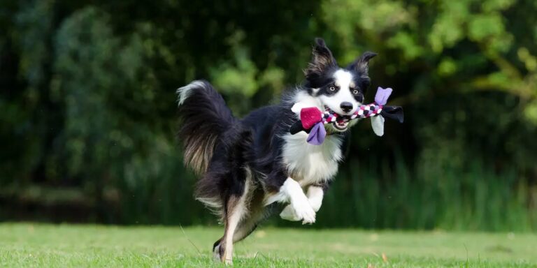 Prévenir l’obésité chez les chiens