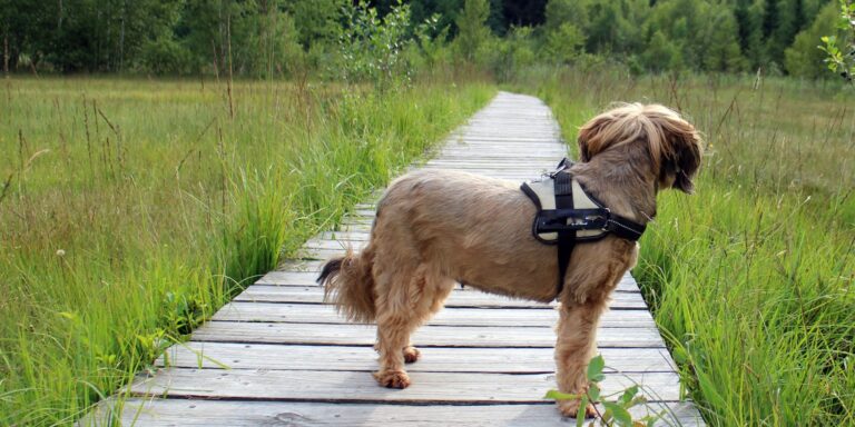 Comment choisir un chien adapté à votre mode de vie