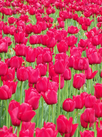 Techniques d’éducation positive pour chats : Comment enseigner de nouveaux tours