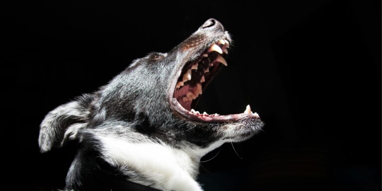Pourquoi les chiens aboient-ils ?